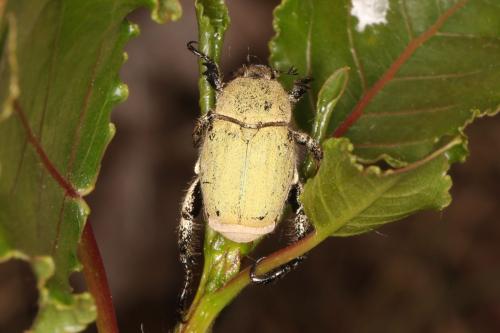 Réf. 334 923 : Hoplia chlorophana